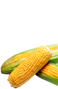 Kukoricaolaj
